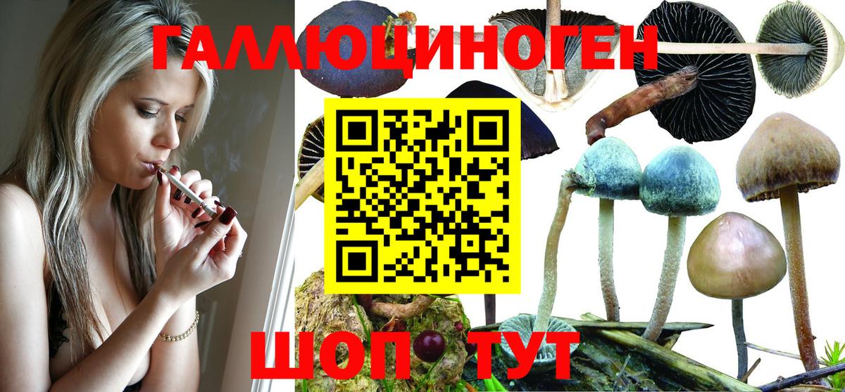 Видное  Псилоцибиновые грибы Psilocybe  Вход с VPN 